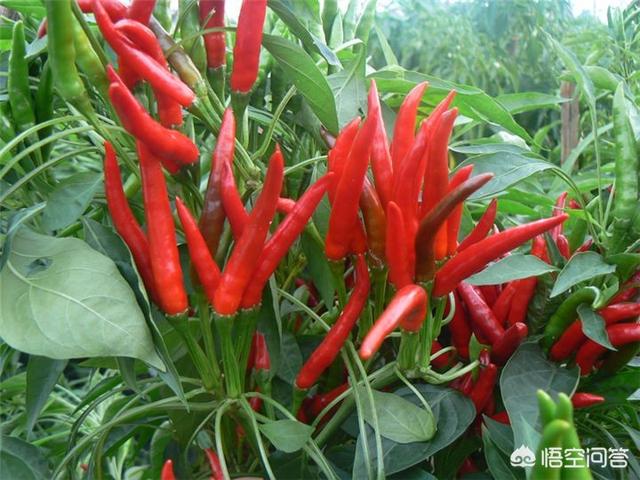 辣椒与泡菜大结局:做泡菜时，生姜可以和辣椒泡在一起吗？