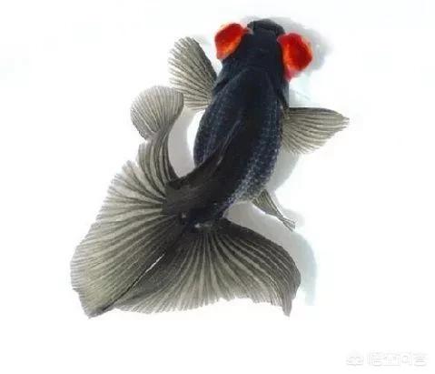 自制金鱼缸过滤器视频:金鱼缸过滤器大全 养金鱼，鱼缸过滤器需要常开吗？