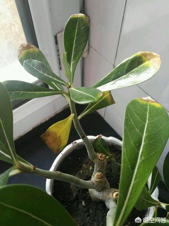 沙漠玫瑰软腐病:沙漠玫瑰叶子边上干枯是什么原因？