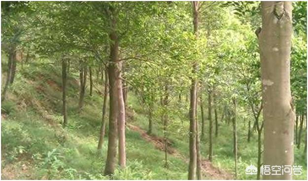 沉香树能在湖北种植吗? 沉香树可以引种在江汉平原地区种植吗？