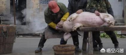 农村老人说,猪身上有一块肉叫做“槽头肉”,最好不要吃,这是为什么？