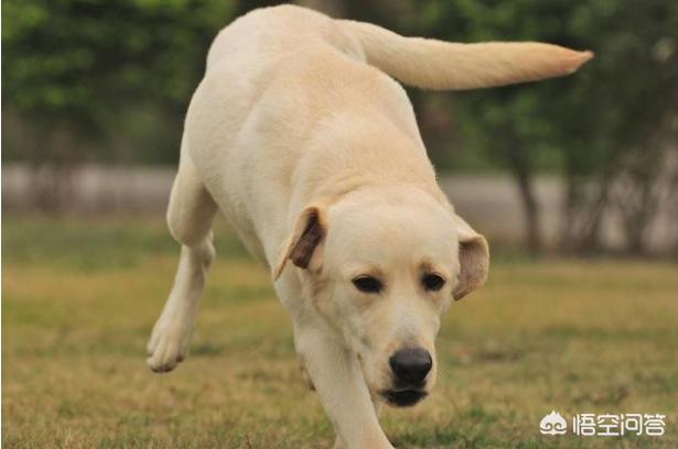 上班族养拉布拉多犬好养吗:拉布拉多犬好不好养，有什么缺点？ 上班族拉布拉多幼犬家养好养吗