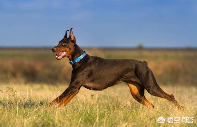 警犬品种:常见的警犬有哪些？家里养的话，哪一种更好？