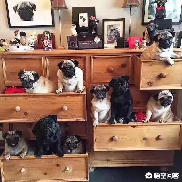 八哥狗图片:养巴哥犬好不好？会有什么烦恼吗？