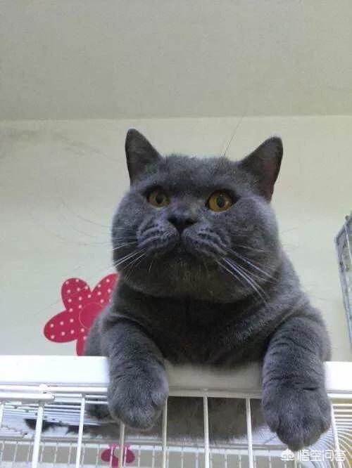 蓝猫:家里有一只蠢蠢的蓝猫是种怎样的体验？ 蓝猫英短