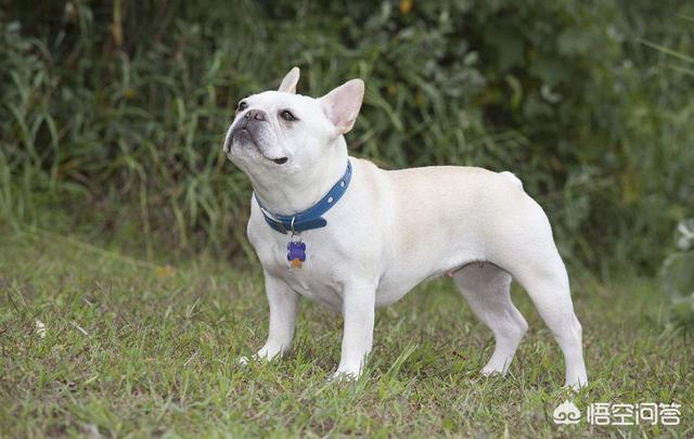 哈尔滨法国斗牛犬图片:纯种法国斗牛犬图片 为什么法国斗牛犬名气很高，实际养的人不多？