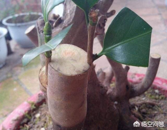 小叶女贞和小蜡树区别:小蜡树和小叶女贞区别 女贞子有哪些形态特征和功效？