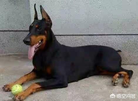 黑狼犬适合家养吗:为什么很少有人养黑色的狗狗？