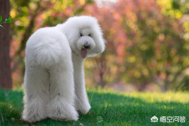 花贵宾犬美容造型图片大全:泰迪满大街都是，为何“巨贵”少人养？ 贵宾犬造型图片大全 美容