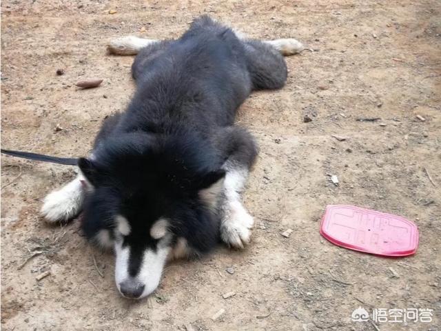 黑狼犬适合家养吗:为什么很少有人养黑色的狗狗？