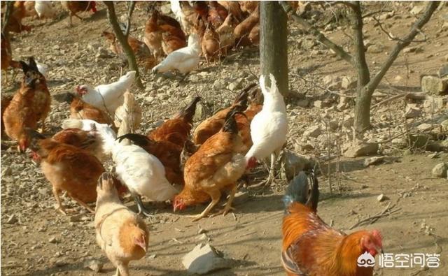 2019年白鹇鸡养殖视频:2019年农村创业养殖土鸡还能赚到钱吗？养殖多少合适？