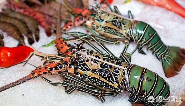 刺蛄跟小龙虾是一样的嘛，大的龙虾有几种澳龙跟波龙有什么区别吗