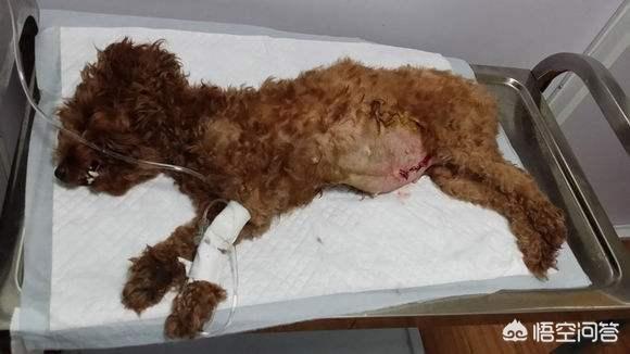 女生为什么不能养泰迪犬:为什么会有人说养泰迪不能养公的？