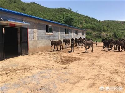 在农村搞养殖是否可行，在农村选择养殖行业的前景如何