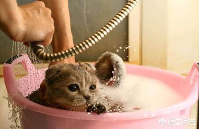 爱洗澡的猫猫视频:小朋友爱洗澡的视频 想给猫拍小视频，但是又不敢给它洗澡，该怎么做？