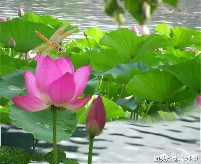 藕是莲的茎还是根:藕是莲花的根，还是荷花的根呢？