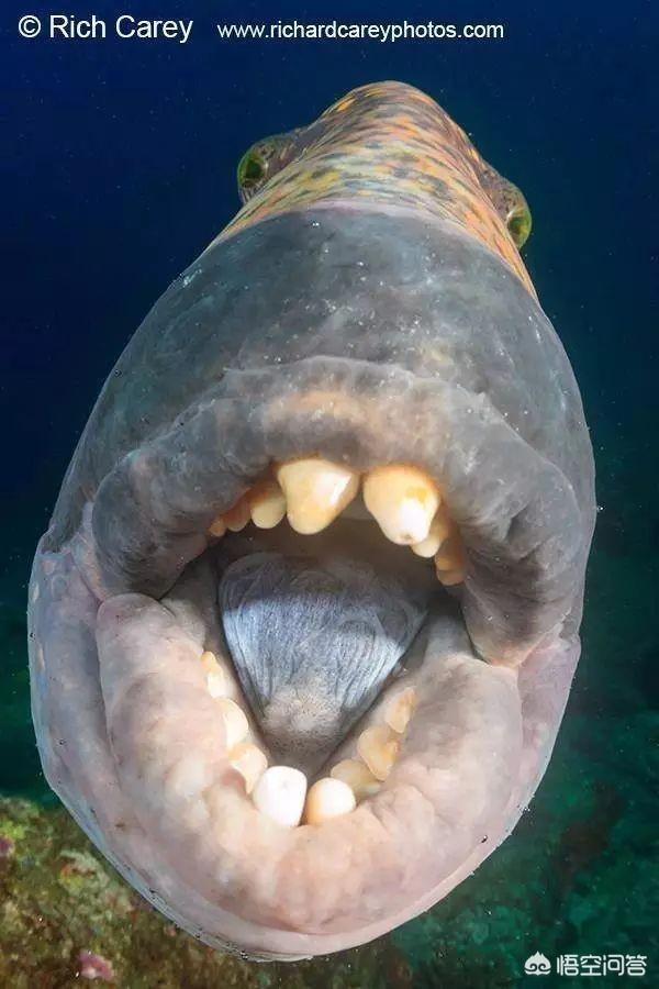 stonefish红酒，海洋中最危险的动物是什么