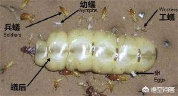 蚁后是怎么产生的:蚁群中的蚁后如果不幸死亡了，蚁群会怎么样？会灭亡吗？