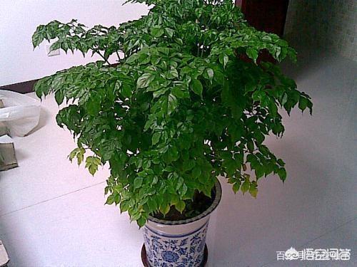天堂鸟图片:家里客厅比较大，准备摆盆盆栽，大家有什么好的建议？