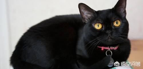 孟买猫的性格:中华田园黑猫与孟买猫有什么区别？