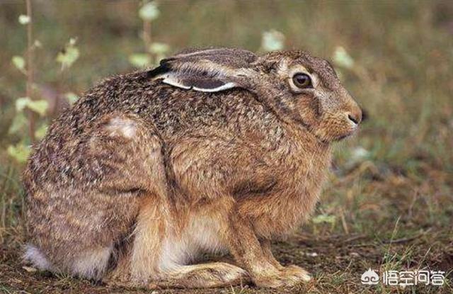 2019年养殖野兔赚钱吗？养100只野兔的成本及利润分别是多少？