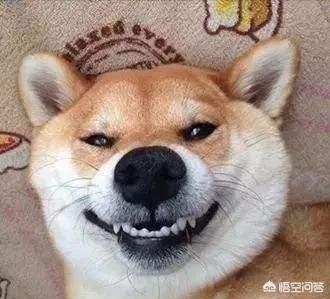 日本柴犬图片:生活中的柴犬有表情包上的漂亮吗？