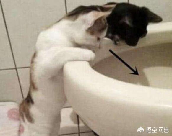为什么猫咪能像液体一样:猫咪拉水怎么办，猫咪拉水便，猫咪突然拉水没精神？