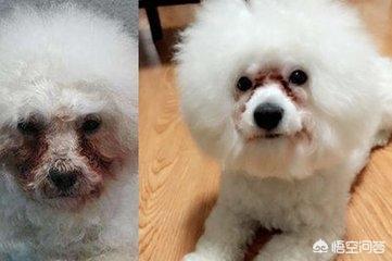 可爱的比熊犬图片:比熊犬幼仔怎么分辨纯不纯？