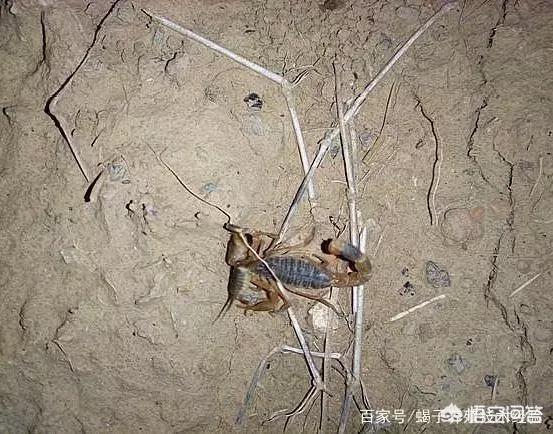 蝎子养殖:人工养殖蝎子有前景吗？蝎子养殖前景如何？
