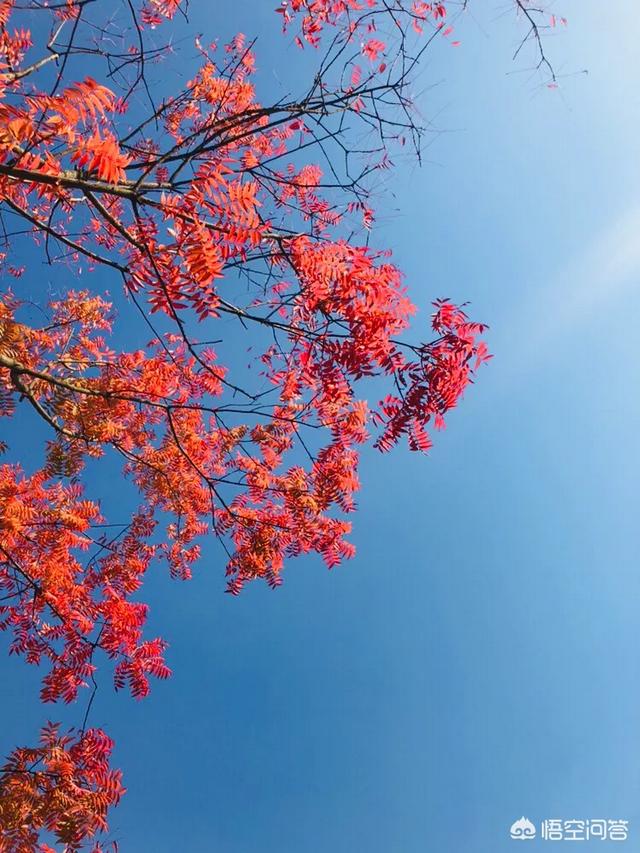 小宇家族的微信二维码:快过年了，你对父母做好二维码给小孩收红包的现象怎么看？