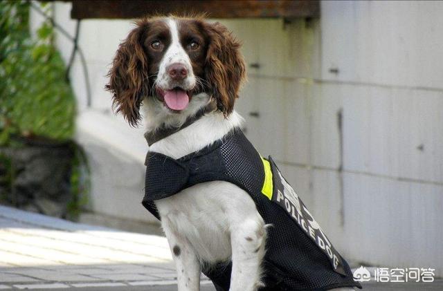 英国一警犬多次破案立功,走私分子出22万要其“狗头”,你怎么看？