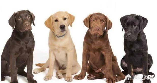 拉布拉多犬图片价格:拉布拉多犬图片价钱 想买只拉布拉多养，黑色的大概多少钱？