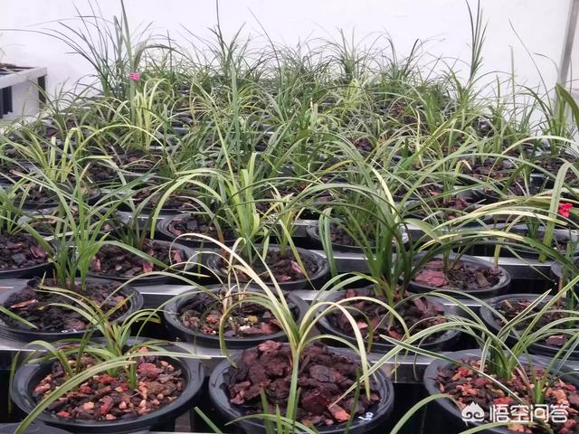 头条问答 - 兰花长了白色的疥虫应该怎么治?有哪些需要注意的问题?