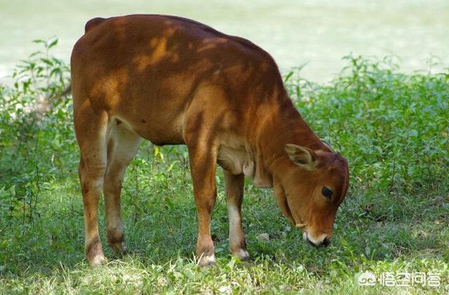 养肉牛有保险吗，新手养殖肉牛如何选择牛犊？