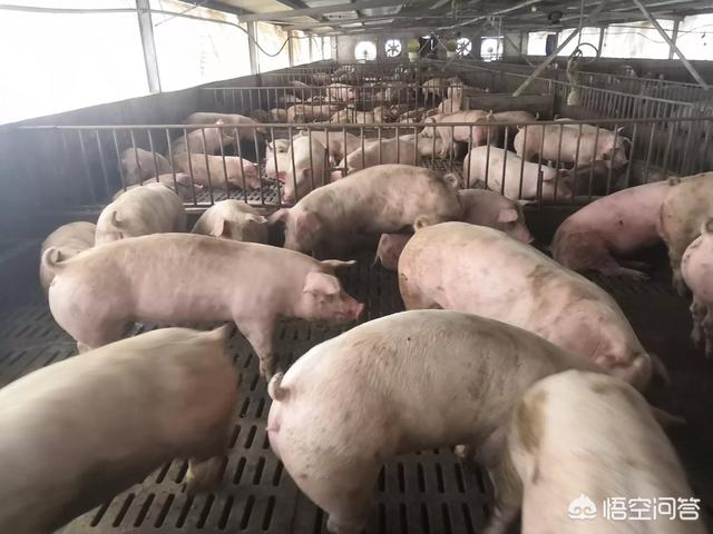 刘永好的女儿刘畅:去大型猪场做饲养员待遇怎么样？工作环境怎么样？