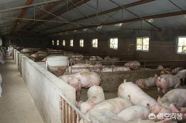 h7n9动物死亡率:非洲猪瘟小猪死亡率高吗？