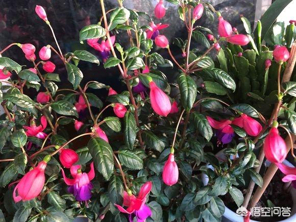 花卉图片大全吊竹梅:倒挂金钟出花苞就干是什么原因？该怎么办？