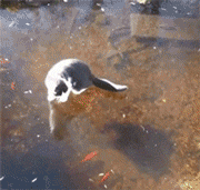 小猫吃鱼儿童画图片:陆生的猫为什么会被认为喜欢吃水里的鱼？