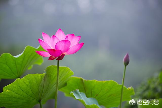 能镇宅的3种花,在家闲着没事应该养些什么花？