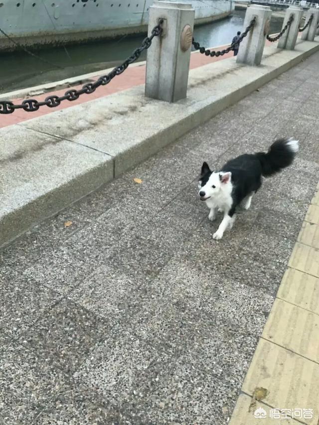 小狗得了细小怎么治:小狗得了细小病怎么办 小狗狗得了犬细微病毒怎么治，怎样治最快？
