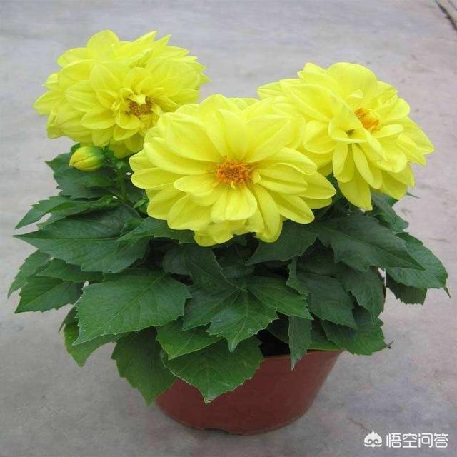 大丽花烂根还能活吗？有哪些栽种技巧？
