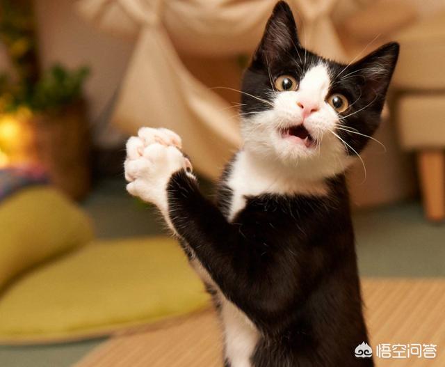 为什么奥利给是屎:小猫为什么要埋掉自己拉的粪便？