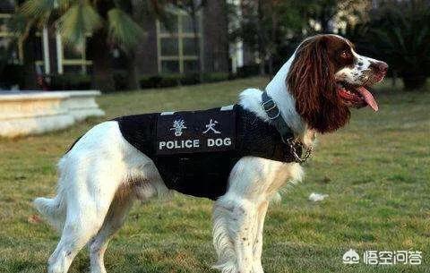 卡通警犬图片:一般警犬是什么品种的？对此你怎么看？