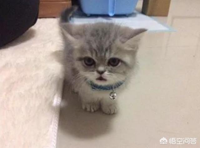 犬俊介君高清:过年带宠物回家，被父母嫌弃了，该怎么办？