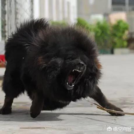 十大猛犬排行榜图片:中国本土还有哪些猛犬不输于藏獒？