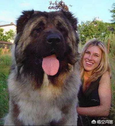 比特犬图片:三只比特犬多久可以咬死一只苏门答腊虎？为什么？ 比特犬图片价格