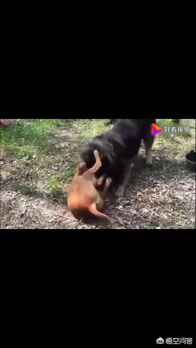 比特犬图片:三只比特犬多久可以咬死一只苏门答腊虎？为什么？ 比特犬图片价格