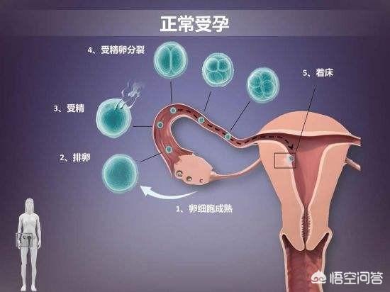 在月经推迟五天迟迟不来的时候,我就怀疑自己是不是怀孕了