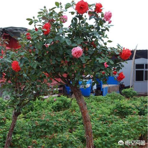 月季花的栽培与管理:月季花树能种在树荫下吗？