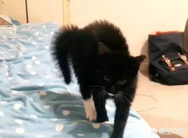 tag 猫猫表情网:猫咪的情绪会有表情表现出来吗？